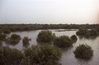 خلیج نایبند جنگل سبز حراء-منطقه حفاظت شده-عسلویه- دهه 80-سید مصطفی حسینی (4)