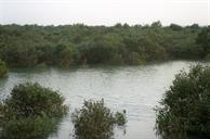 خلیج نایبند جنگل سبز حراء-منطقه حفاظت شده-عسلویه- دهه 80-سید مصطفی حسینی (6)