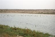 خلیج نایبند جنگل سبز حراء-منطقه حفاظت شده-عسلویه- دهه 80-سید مصطفی حسینی (7)